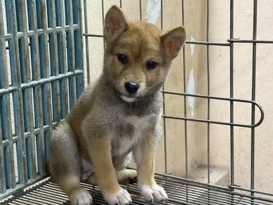Shiba inu