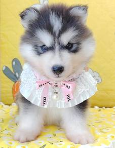 Husky