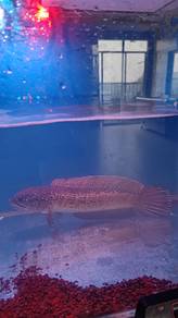 swap arowana or sell