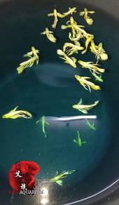 full gold ribbon guppy