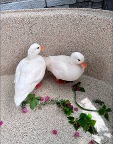 White Call Duck