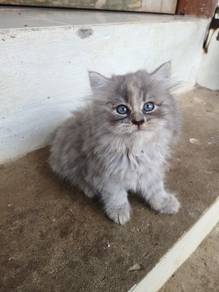 Persian