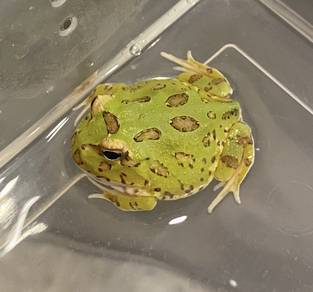 Green Pacman Frog
