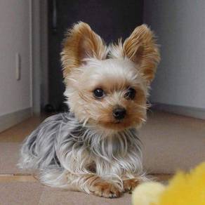 J3259 Sweetheart Silkese Long Hair Teddy Bear Dog