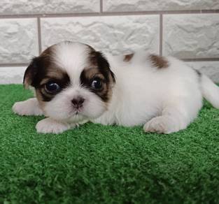 SHIH TZU PUPPIES A299 🌻 Small Dog Fluffy