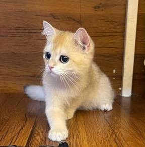 British Short Hair Golden