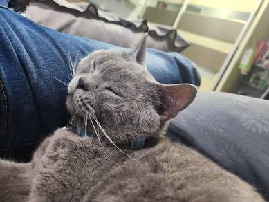 pure bsh male