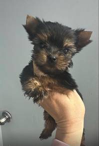 Yorkie Yorkshire Terrier Male Puppy M6