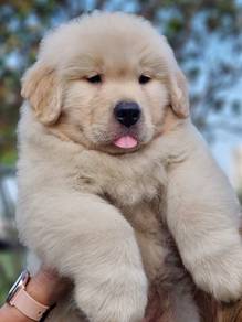 Golden Retriever z