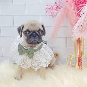 Pug