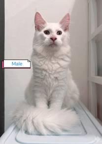 Purebred Maine Coon Male