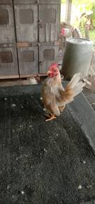 ayam serama