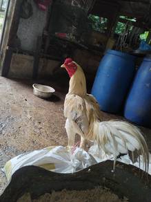Ayam sabung 