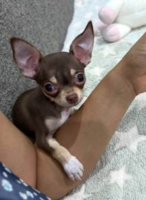 CHIHUAHUA PUPPIES CH263🌷 Head Apple Female