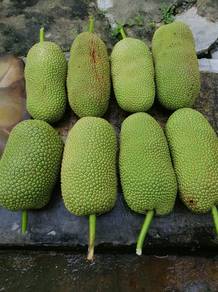 cempedak