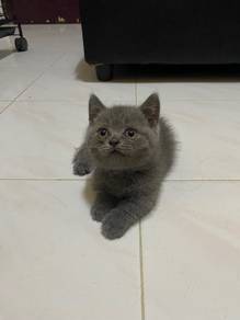 munchkin bsh