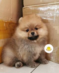 HHHH_JKKF7723 #MKA Tiny POMERANIAN puppy