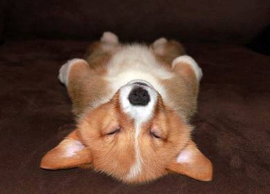 T5984 Bundle-of-joy Corgi Long Body Short Legs Dog