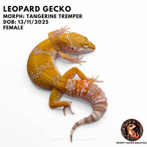 Leopard Gecko Tangerine Tremper Malaysia JB 豹纹守宫