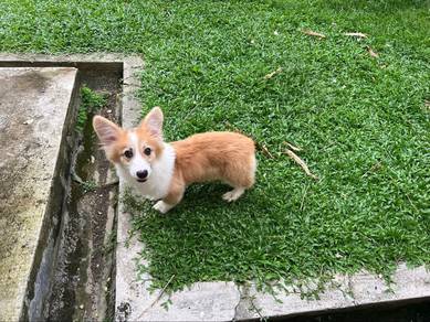 Long Hair Corgi