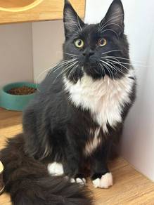 Mainecoon Cat for Sale