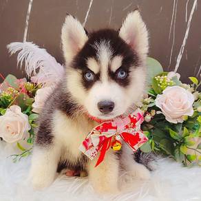 Wooly Husky