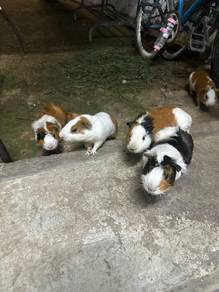 guinea pig