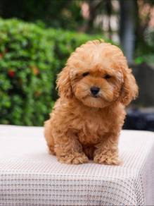 maltipoo puppy 