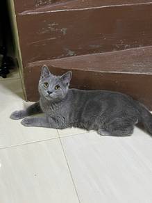 Bsh mix Scottish
