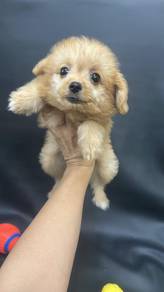 博美渗贵宾女
Pompoo 
Female
Father Pom
Mother poodle
PPF