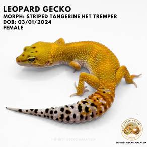 Leopard Gecko Adult Striped Tangerine Het Tremper