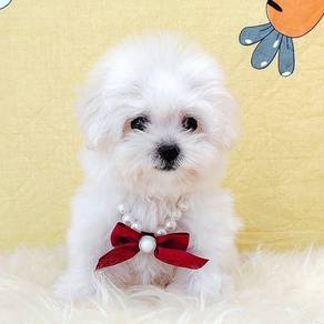 Maltese