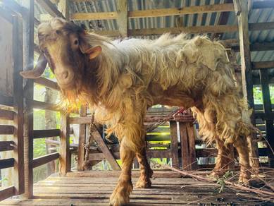 kambing untuk dijual