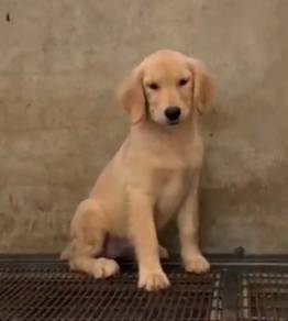 Golden retrievers