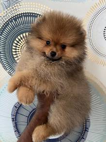 pomeranian, 