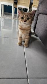 British Shorthair Male (BSH)