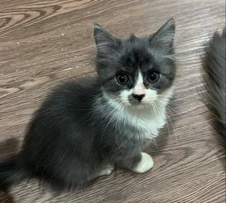 Kitten DLH mix | Male