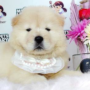 Chow Chow