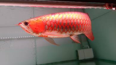 Arowana Super Red