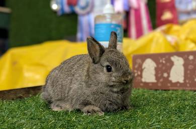 Arnab Netherland Dwarf Rabbit, ChN