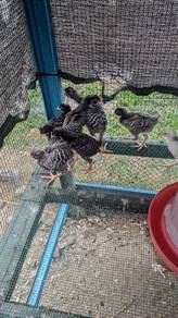 Ayam Barred Plymouth Rock (BPR)