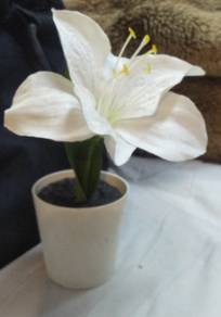 Ikea Vinterfest Amaryllis Potted Plant