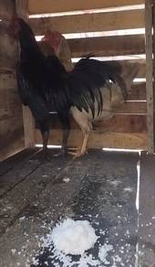 ayam sepasang
