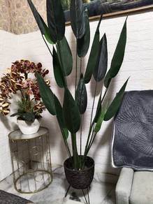 sky bird plant, indoor plant 