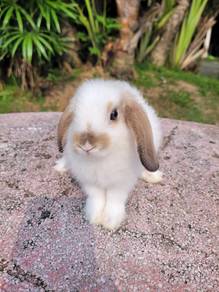 Arnab HL holland lop cute ❤️❤️❤️