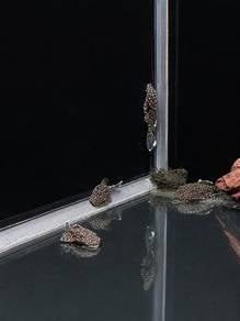 L183 Starlight Pleco 3-4cm