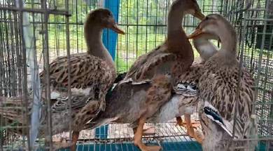 itik 🦆 duck