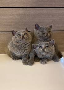 Bluish Grey BSH Kittens