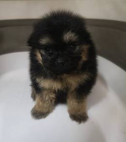 Tiny Pomeranian 
