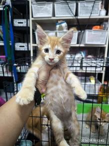 Mainecoon Kitten (Non Cert)